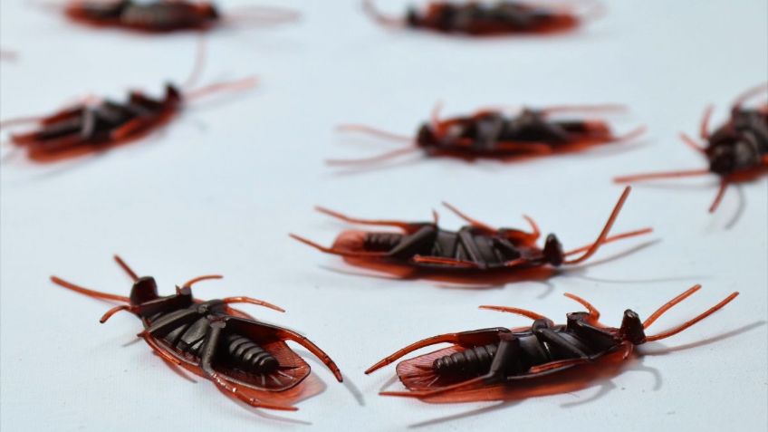 ¿Quieres terminar con las cucarachas de tu hogar? Este limpiador casero es la solución