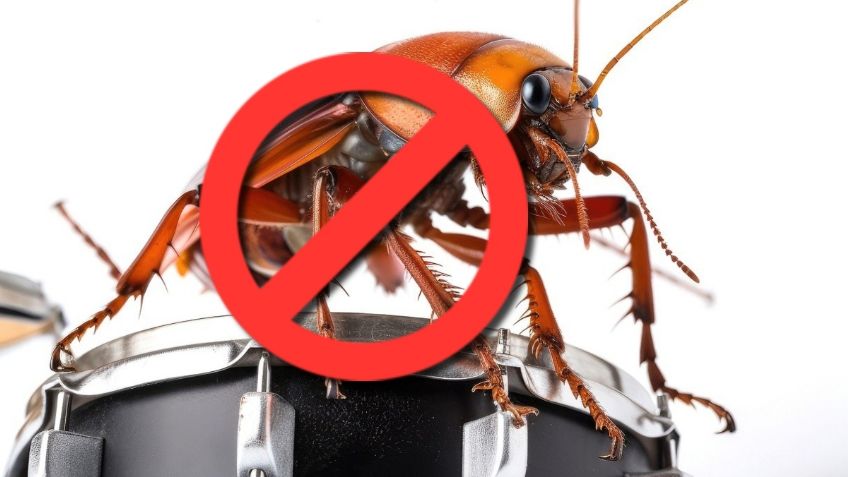 El truco infalible para eliminar las cucarachas de tu casa con bicarbonato