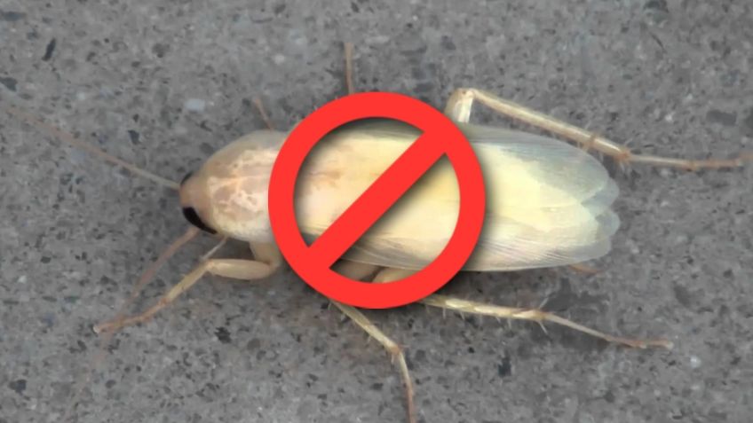 ¿Cucarachas blancas? Por esta razón debes eliminarles inmediatamente, si las ves