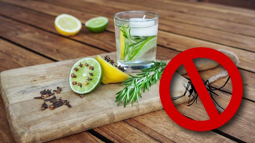 5 repelentes caseros para evitar que te piquen los mosquitos durante la temporada de calor