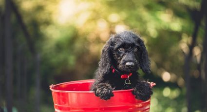 Onda de calor: ¿Cómo hacer un BEBEDERO para perros callejeros paso a paso?