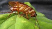 3 plantas que te ayudarán a ahuyentar a las cucarachas de tu casa