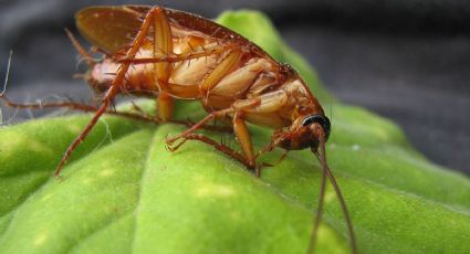 3 plantas que te ayudarán a ahuyentar a las cucarachas de tu casa