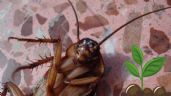 5 olores que odian las cucarachas para mantenerlas alejadas de tu casa; el 3 está en tu cocina