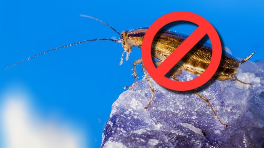 Elimina las cucarachas para siempre con estos dos ingredientes que tienes en tu cocina