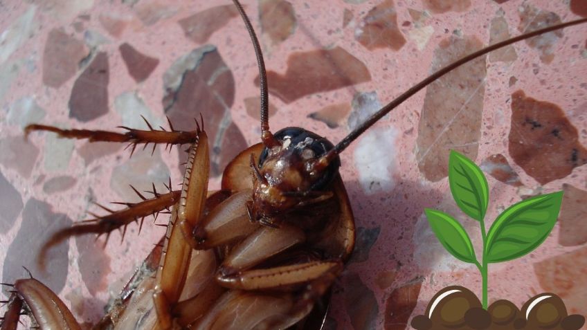 5 olores que odian las cucarachas para mantenerlas alejadas de tu casa; el 3 está en tu cocina