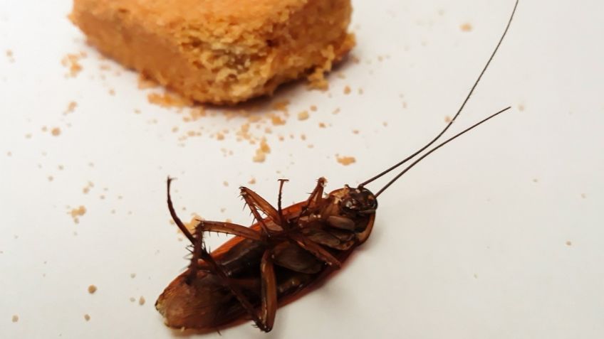 ¿Por qué no debes poner cloro para eliminar a las cucarachas? | 3 métodos que sí funcionan