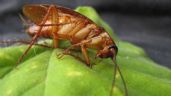 Checa el sorprendente ingrediente de cocina para alejar a las cucarachas de tu casa