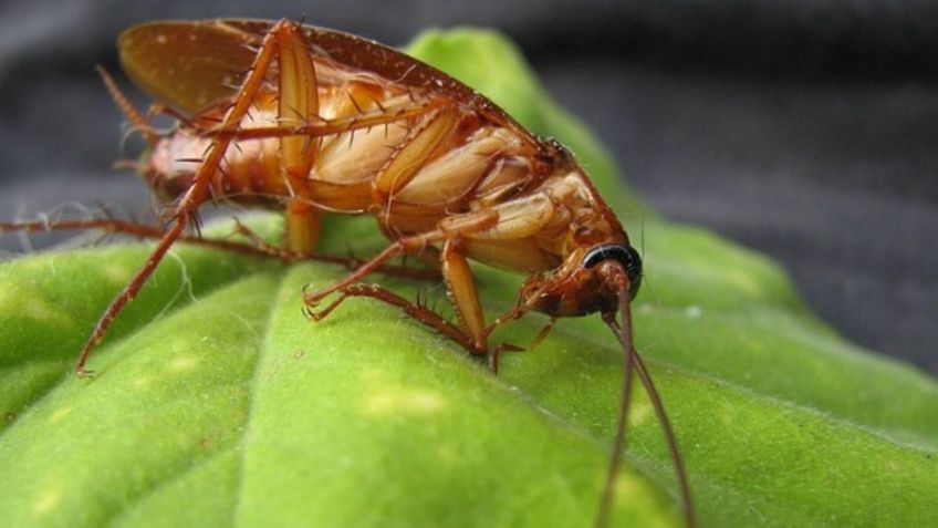 Checa el sorprendente ingrediente de cocina para alejar a las cucarachas de tu casa