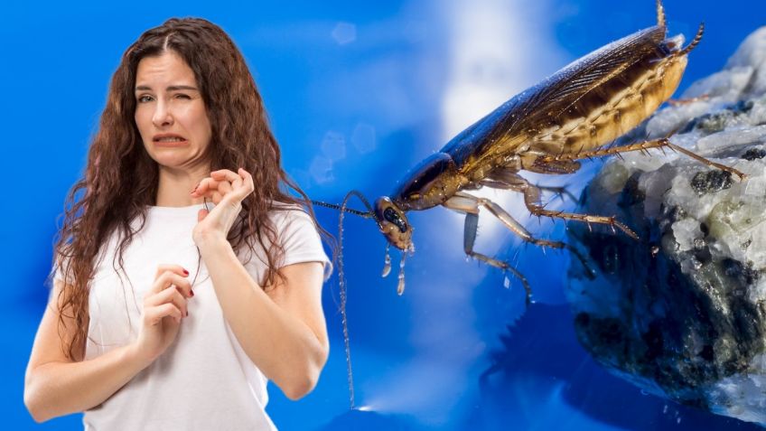 ¿Por qué salen cucarachas chiquitas en casa? | 10 consejos de expertos para eliminarlas