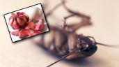 Receta para alejar a las cucarachas de tu casa utilizando ajo | Tips y recomendaciones
