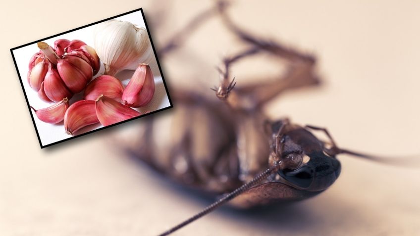 Receta para alejar a las cucarachas de tu casa utilizando ajo | Tips y recomendaciones