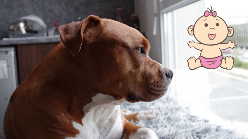 Perrito rompe las redes por reacción al escuchar bebé en el cuerpo de su dueña | VIDEO viral