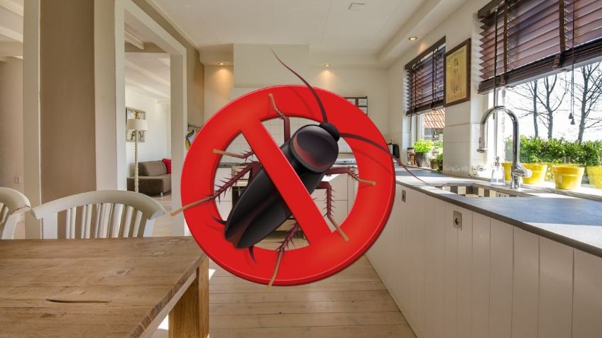 La cipermetrina y los 5 insecticidas más efectivos de Amazon para eliminar cucarachas