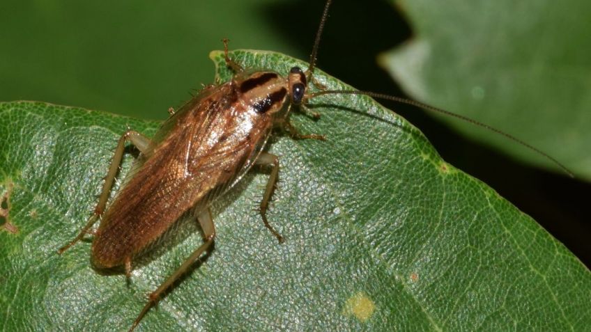 ¿Cuál es el ALIMENTO que las cucarachas ODIAN y que debes tener en tu hogar para ahuyentarlas?
