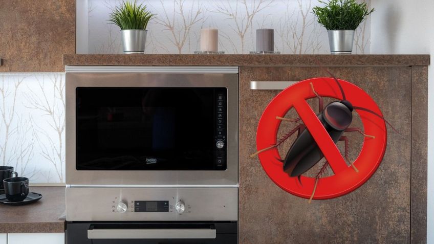 Receta para eliminar a las cucarachas del horno de microondas | Tips y recomendaciones