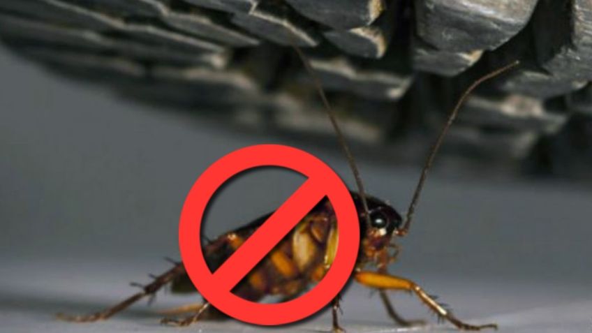 ¿Por qué es malo pisar las cucarachas? | 5 métodos para eliminarlas para siempre