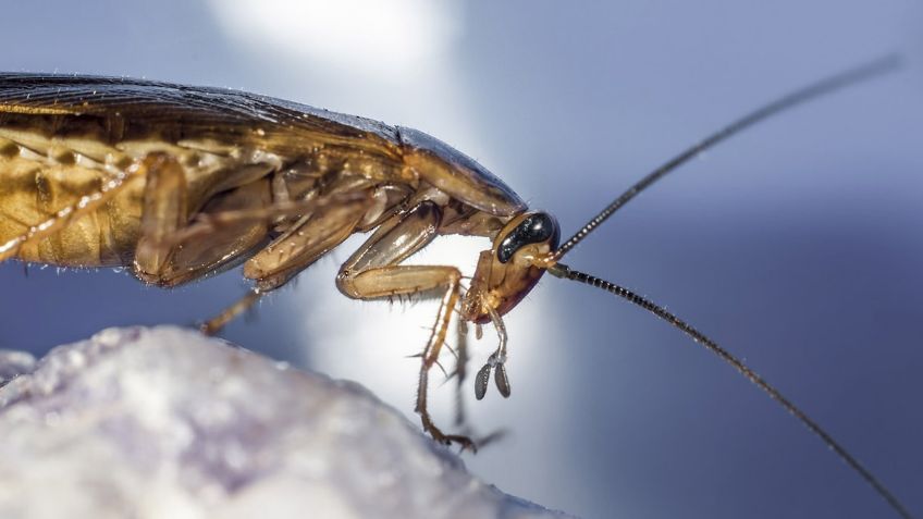 ¿En dónde se esconden las cucarachas y cuál es el mejor método para eliminarlas?