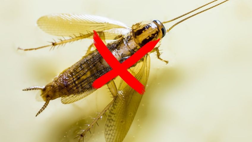 ¿Cómo eliminar a las cucarachas voladoras? | Tips y recomendaciones