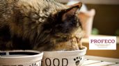 Esta es la mejor marca de croquetas para gatitos según la Profeco