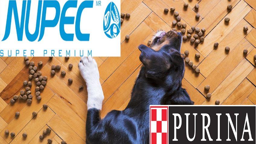 Nupec vs Purina: cuáles es mejor marca de croquetas para perro según la Profeco