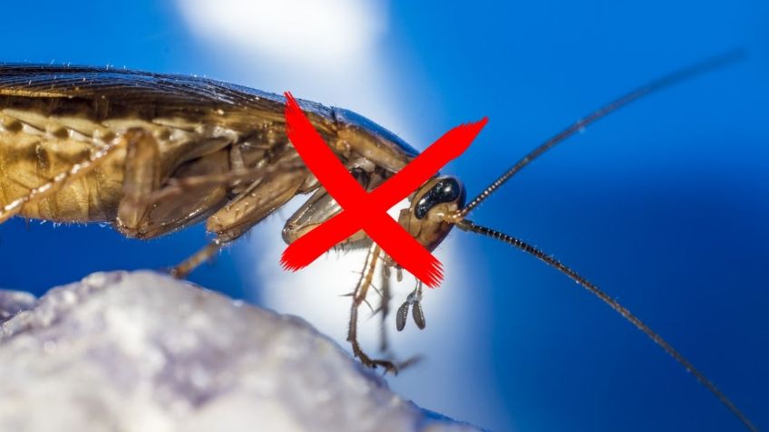 Así puedes encontrar los nidos de CUCARACHAS | 5 tips para eliminarlas para siempre