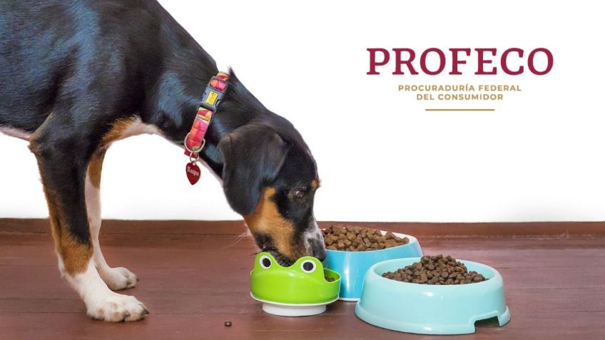 5 marcas de croquetas para perro que mienten en el contenido nutrimental según la Profeco