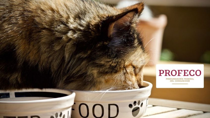 Esta es la mejor marca de croquetas para gatitos según la Profeco