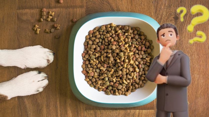 Estas son las 3 marcas premium de croquetas para perro con más proteína según la Profeco