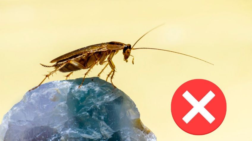 ¿Plaga de cucarachas en tu hogar? Así puedes reconocer los NIDOS para deshacerte de ellos