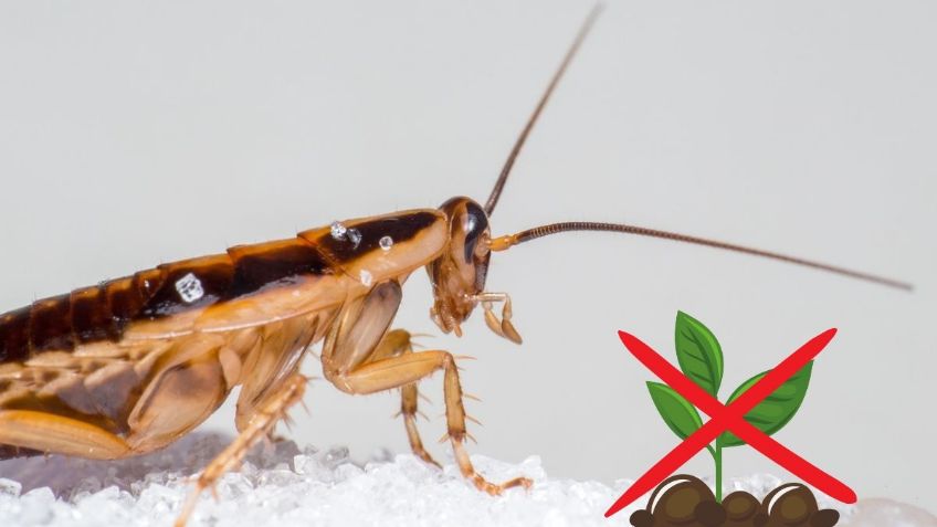 Estas son las 4 PLANTAS que atraen a las cucarachas y que debes sacar de tu casa