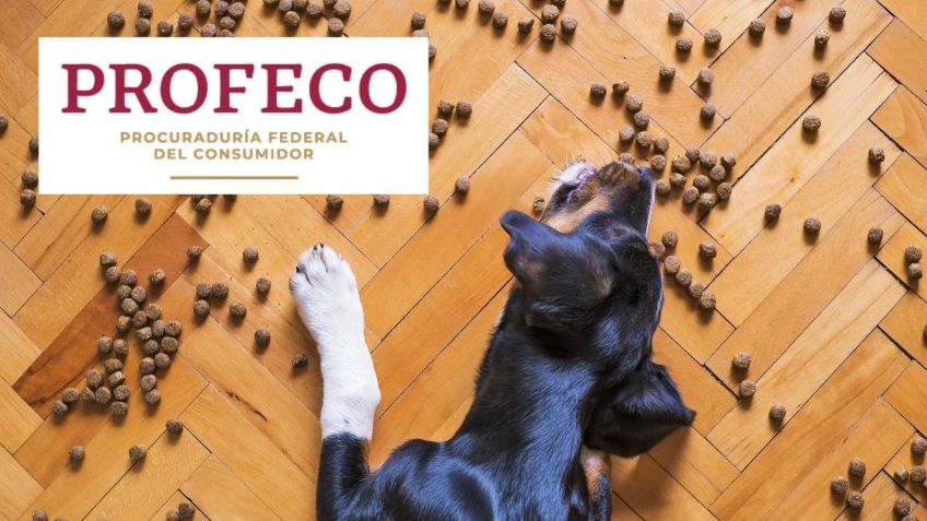 Ol' Roy vs Ganador: cuál marca de croquetas para perro es mejor y más barata según la Profeco