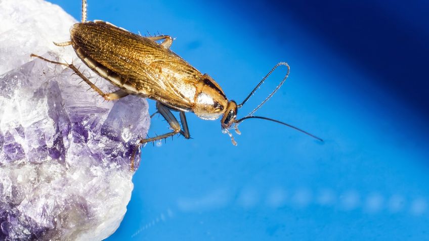 Estas son las enfermedades que transmiten las cucarachas