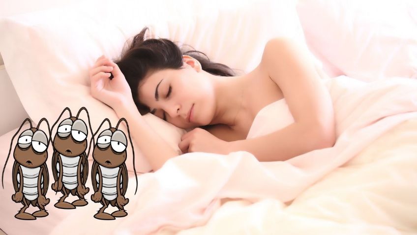 ¿Soñar con cucarachas es de mal augurio? Consejos de expertos para entenderlo