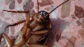 ¿Cuántas especies de cucarachas hay en México y cómo eliminarlas para siempre?