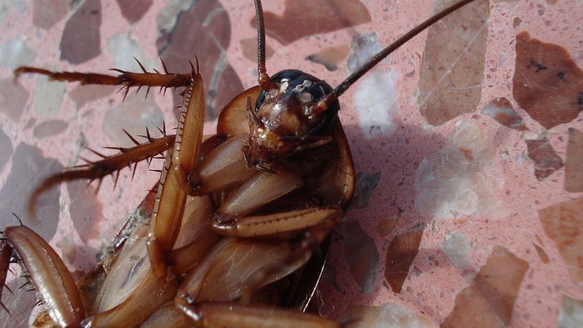 ¿Cuántas especies de cucarachas hay en México y cómo eliminarlas para siempre?