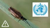 OMS preocupa a la población sobre los RIESGOS de las CUCARACHAS en casa ¿Cuáles son?
