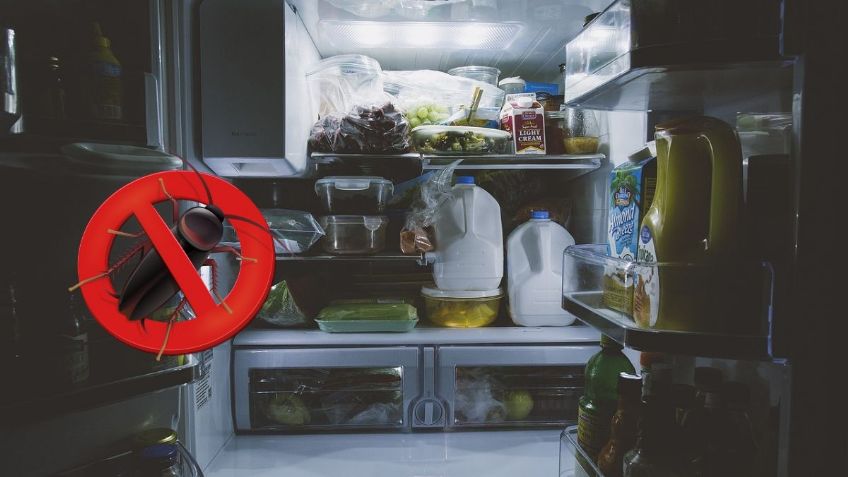¿Cómo evitar que las cucarachas se queden en el refrigerador? | Receta económica