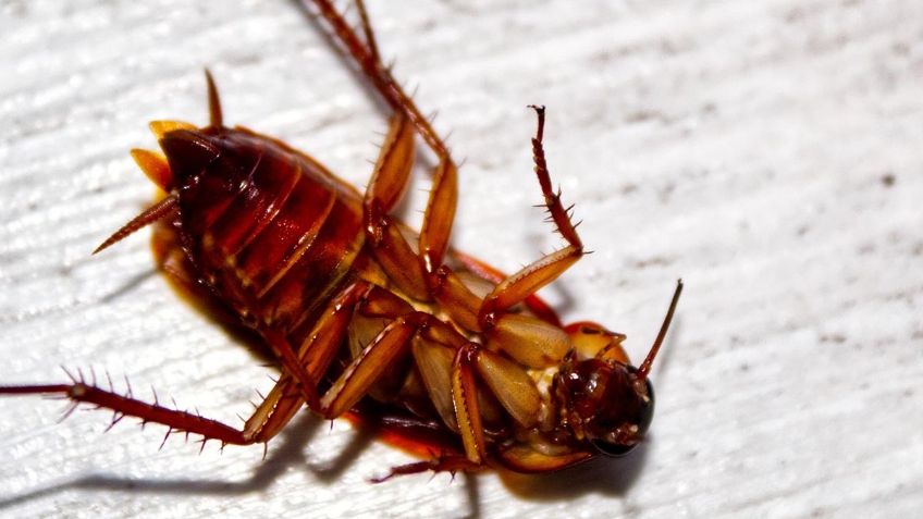 ¿Cucarachas en tu casa? Estos 3 ALIMENTOS las eliminarán para siempre de tu cocina