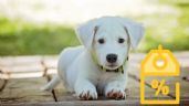Gran Barata Liverpool da grandes REBAJAS en artículos para perros | Promociones 2023
