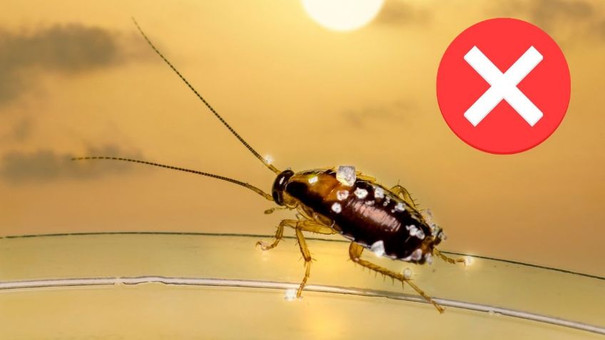 ¿Láminas repelentes de cucarachas? Los 2 ingredientes para ELIMINARLAS de tu hogar