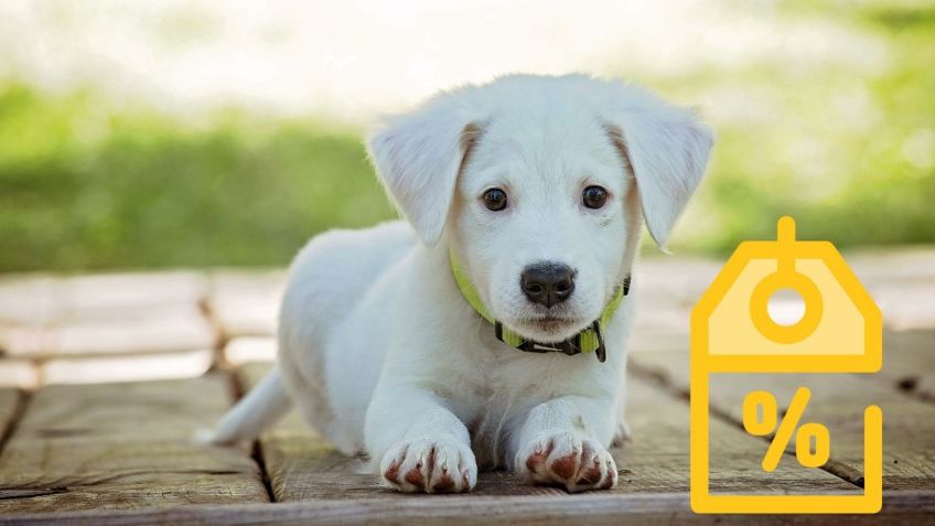 Gran Barata Liverpool da grandes REBAJAS en artículos para perros | Promociones 2023