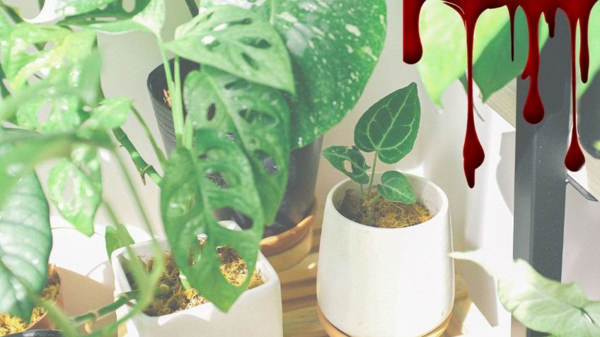 Esta milagrosa planta medicinal mexicana ayuda a regenerar la sangre según Universidad