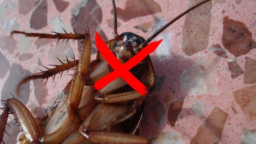 ChatGPT revela los 5 mejores métodos para ELIMINAR a las cucarachas para siempre
