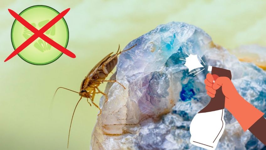 Este REPELENTE natural acabará con las CUCARACHAS en tu casa; ¡No lleva PEPINO!