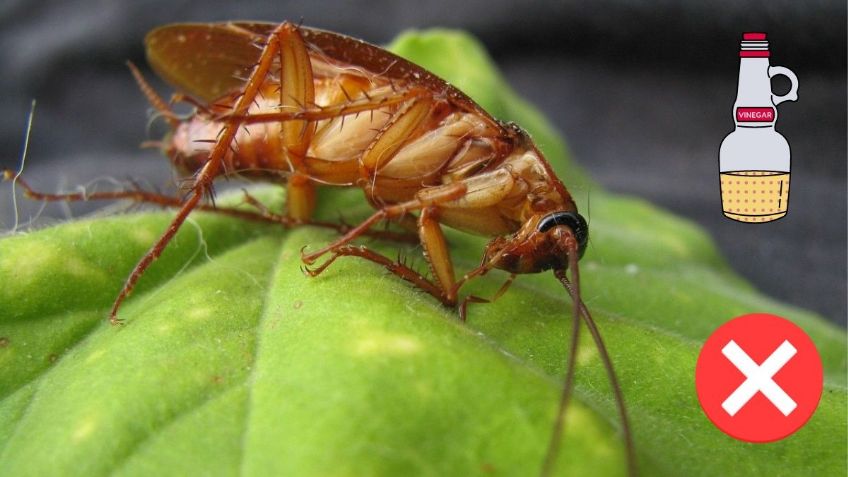 Bicarbonato, ¿la mejor opción para eliminar a las CUCARACHAS de tu HOGAR?