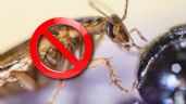 ChatGPT: 5 recetas naturales para aniquilar a las cucarachas, según la Inteligencia Artificial