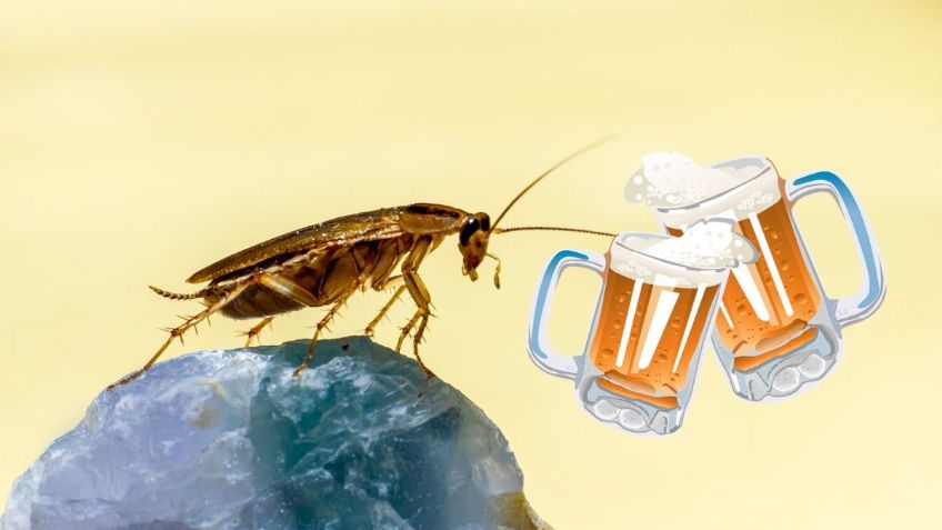 ¿Cómo utilizar la CERVEZA para eliminar a las cucarachas? Consejos de ChatGPT para el hogar