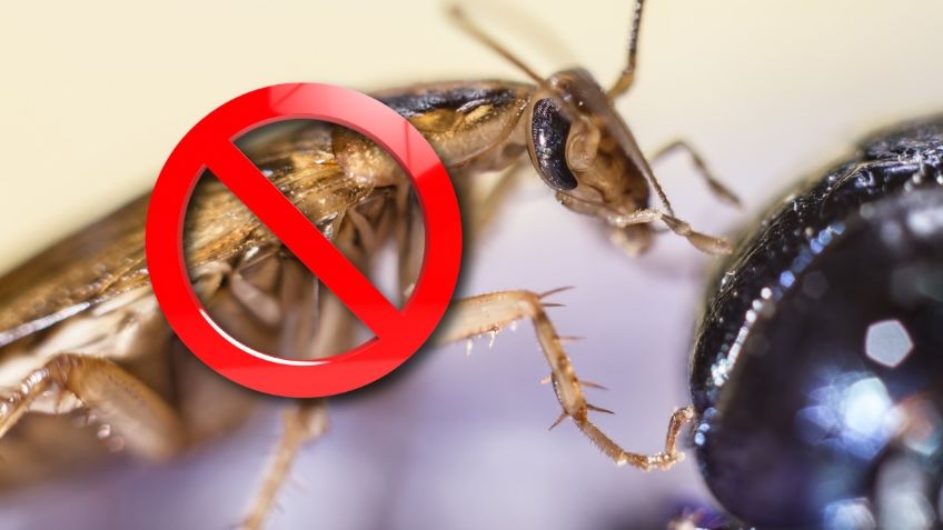 ChatGPT: 5 recetas naturales para aniquilar a las cucarachas, según la Inteligencia Artificial