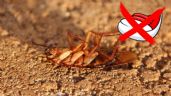 ChatGPT revela 5 razones por las que las CUCARACHAS no se deben pisar | AI